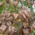 Koelreuteria paniculata fruit